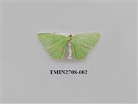 藏品(尺蛾255)的圖片